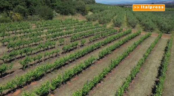 Agricoltura, con Youth Ag Summit giovani di tutto il mondo a confronto