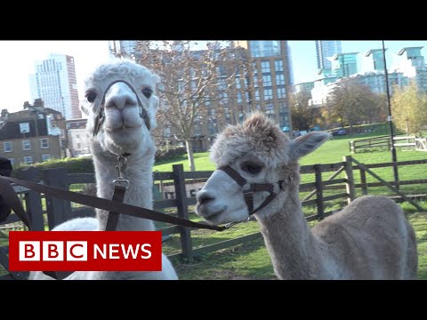 The acting alpacas that are retiring from public life - BBC News