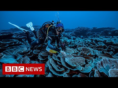 Pristine coral reef discovered off the coast of Tahiti – BBC News