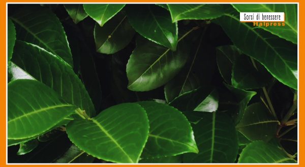 Sorsi di benessere – Le mille virtù dell’alloro