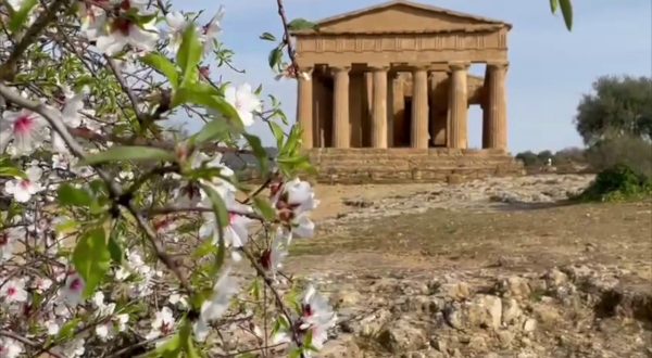 Alla Valle dei Templi lo spettacolo dei mandorli in fiore