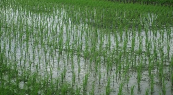 Imprese agricole, via libera Ue ad aiuti da 1,2 miliardi