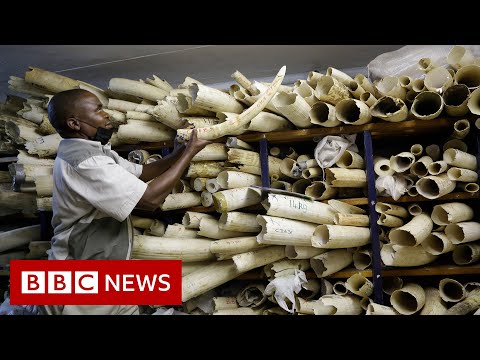 Zimbabwe seeks EU support in sale of ivory stockpile - BBC News