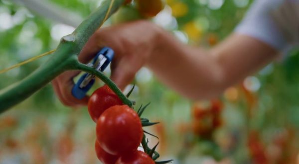 Pnrr, 500 mln per la logistica agroalimentare