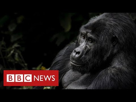 Mountain gorillas’ survival offers hope of tackling biodiversity crisis – BBC News