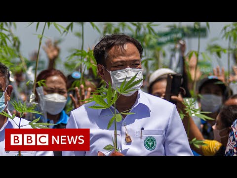 How Thailand went from war on drugs to cannabis curries - BBC News
