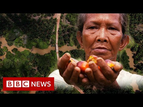 Palm oil firms depriving tribes of millions of dollars – BBC News