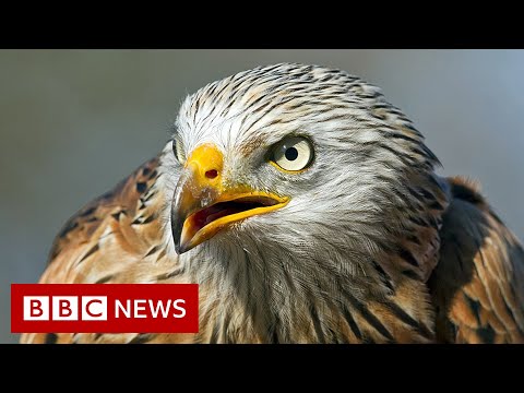 UK red kites to be flown to Spain to help population – BBC News