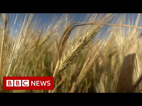 Where is Russia taking Ukraine’s stolen grain? – BBC News