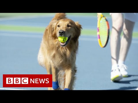 Tennis club tries to train dogs to be tennis 'ball boys' for Wimbledon - BBC News