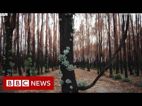 Devastation of Australia’s climate change crisis captured on camera – BBC News