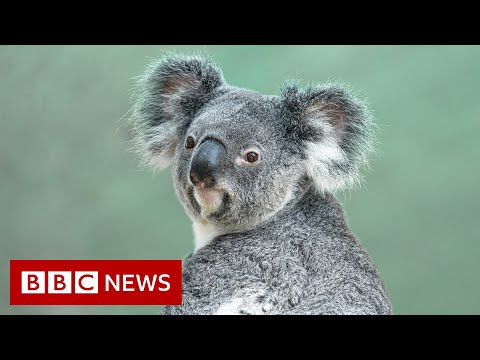 Australia’s environment in ‘shocking’ decline, report finds – BBC News