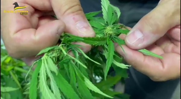 Sequestrata coltivazione di marijuana nel cuore di Ancona