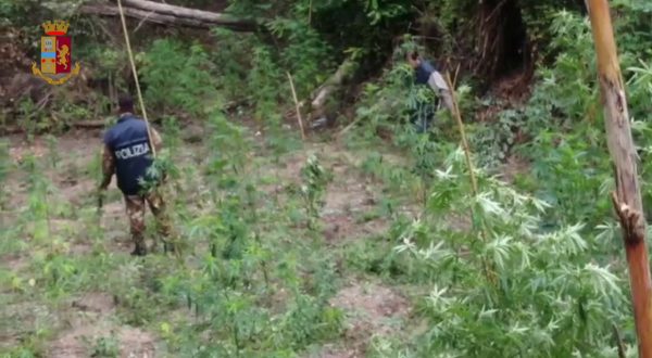 Sequestrati 700 chili di marijuana a Vibo Valentia, 3 arresti