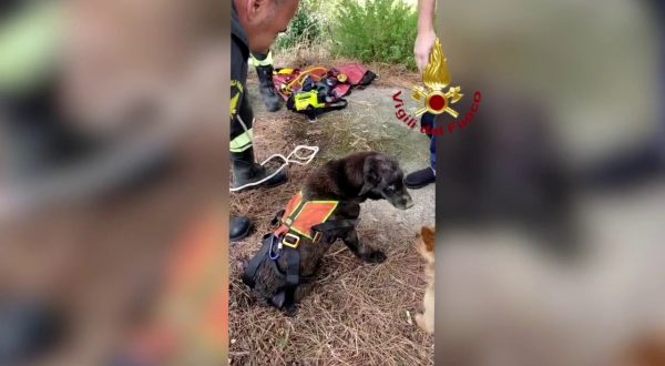 Catanzaro, salvato anziano Labrador caduto all’interno di un pozzo