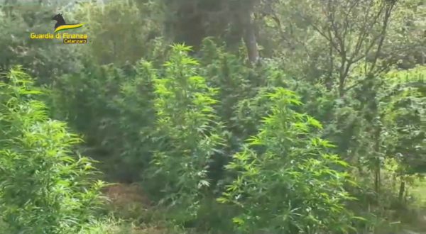 Sequestrate 650 piante di Cannabis indica a Lamezia Terme