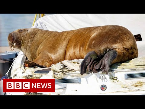 Freya the Walrus euthanised in Oslo due to public safety risk – BBC News