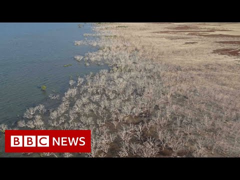 How 40 million Australian trees died of thirst – BBC News