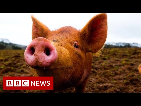 Pig organs partially revived hour after death – BBC News