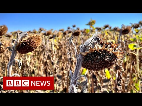 Intense European heatwave parches France’s ‘garden’ Loire Valley – BBC News