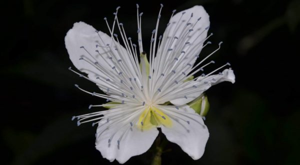 Botanico dell’Università di Palermo nel team che ha scoperto nel Laos una nuova specie