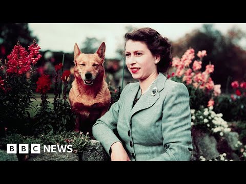 How Queen Elizabeth II’s love of corgis started a phenomenon – BBC News