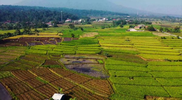 Riso, via libera agli aiuti da 15 milioni