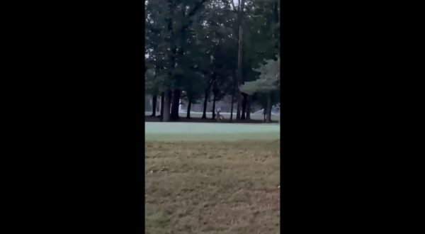 Ricompare il cervo nel parco della Reggia di Monza