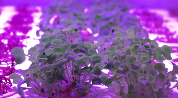 Il cibo alla sfida del futuro tra innovazione e sostenibilità