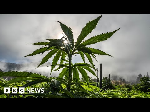 Cannabis regulation makes it hard for growers in US state of California – BBC News
