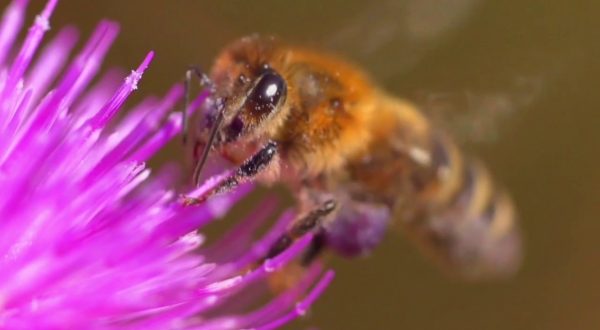 Crescono le risorse per l’apicoltura