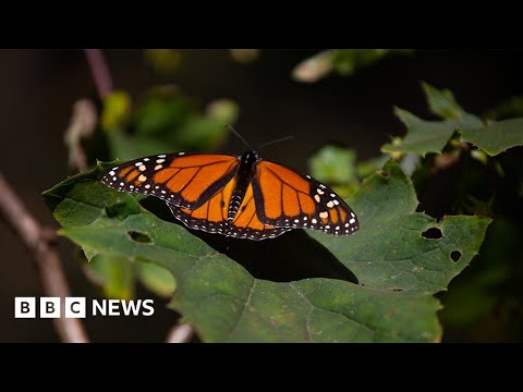 How the endangered monarch butterfly could be making a comeback in Mexico – BBC News
