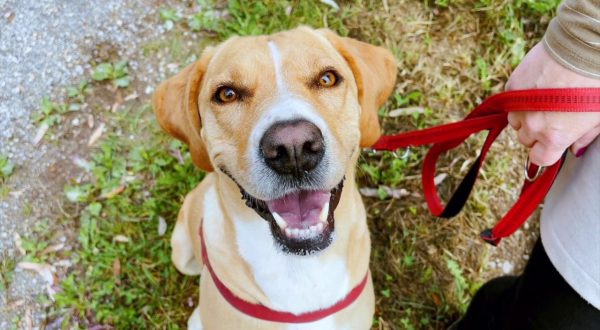 Come fare felici i nostri amici a quattro zampe