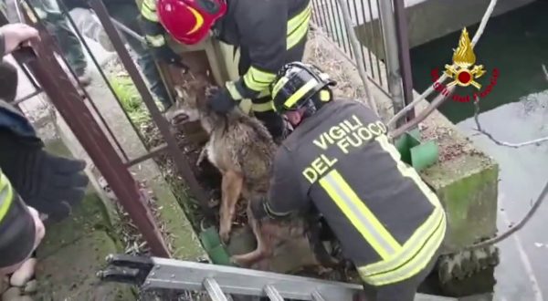 Lupo insegue un gatto ma il primo ha la peggio. Ecco com’è finita…