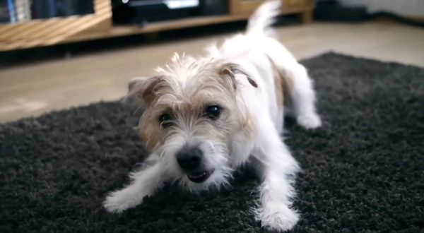 Cassazione, se il cane abbaia di notte può costare caro