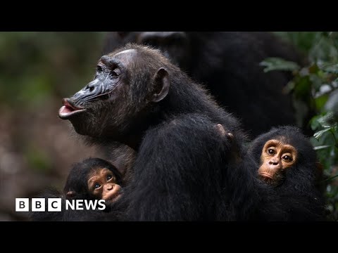 Humans and wild apes share common sign language, study finds – BBC News