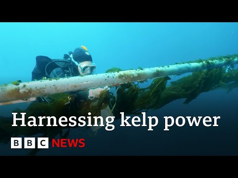 Could giant kelp power our planes? - BBC News