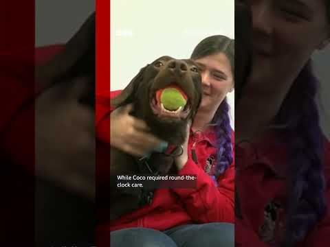 ‘Alcoholic’ dog makes full recovery. #Shorts #Dogs #BBCNews