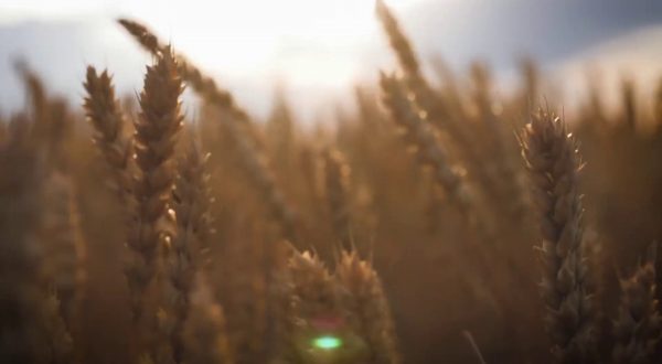 La guerra del grano minaccia il prezzo della pasta
