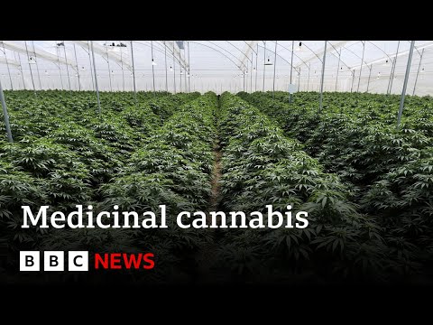 Why is it so difficult to get medicinal cannabis in the UK? – BBC News