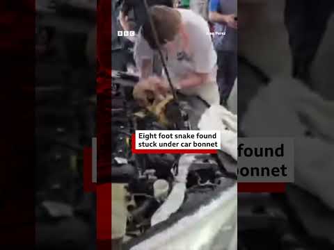 This huge boa constrictor was found under the bonnet of a car. #Shorts #SouthCarolina #BBCNews