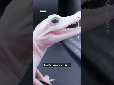 White baby alligator born in the US. #Shorts #Alligator #BBCNews
