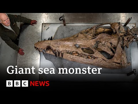 Colossal sea monster unearthed in UK – BBC News