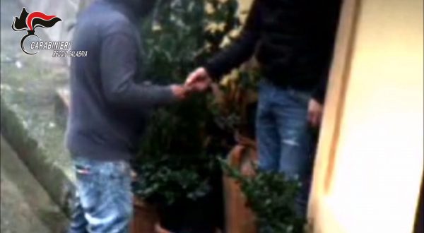 Arresti per droga nella piana di Gioia Tauro