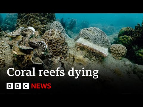 Corals turning white and dying after record heat, say scientists | BBC News