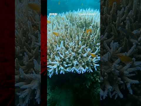 Coral turns white and dies due to record ocean heat. #Shorts #Coral #BBCNews