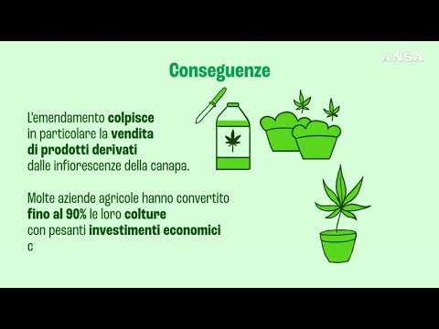 Che cos’e’ la cannabis light