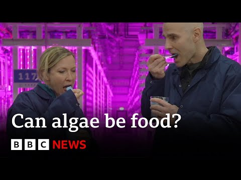 WEEKEND Iceland’s vertical farm turning algae into food | BBC News