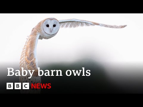 What happens inside a barn owl’s nest? | BBC News