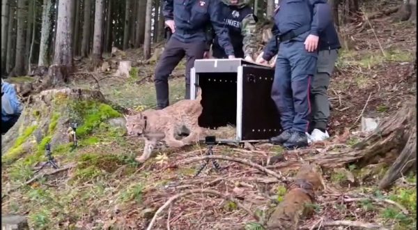 Nella Foresta di Tarvisio il rilascio di un esemplare di lince